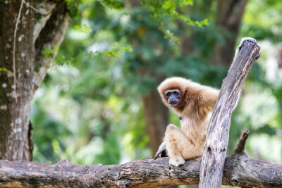 Gibbons op een boomstam