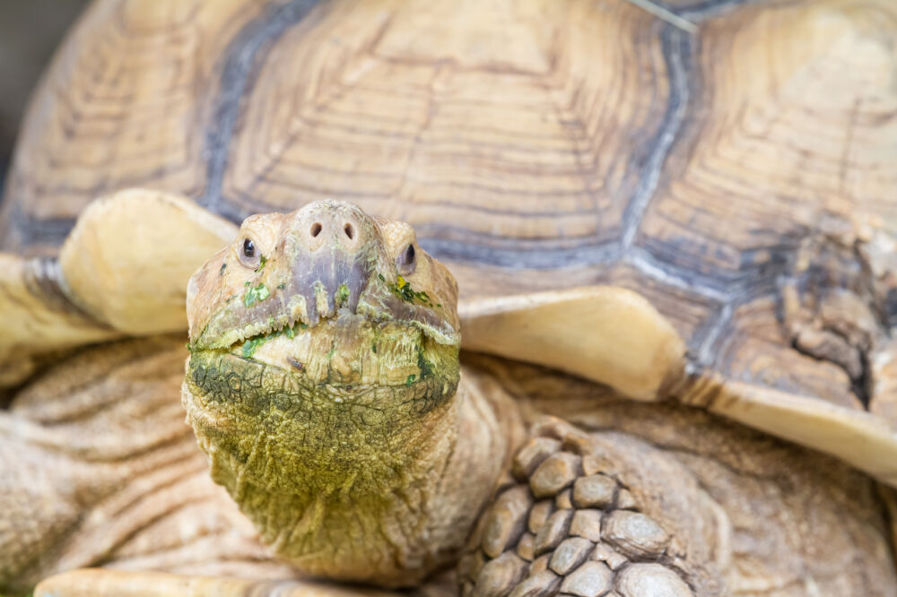 Schildpad in close up