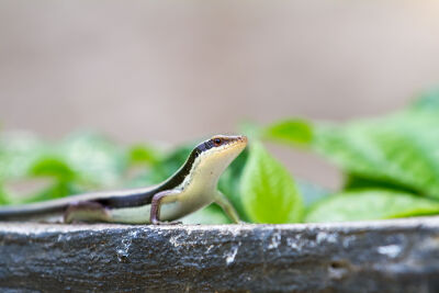 Salamander op een rots