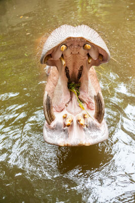 Nijlpaard in het water