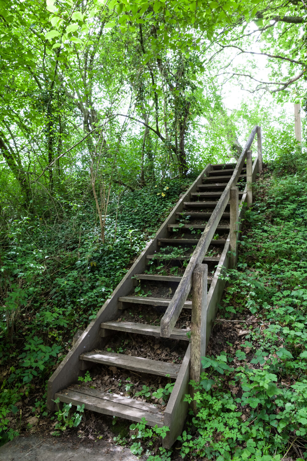 oude trap in de natuur