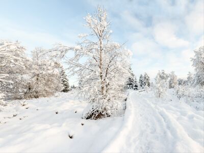 voetweg langs bomen in de Ardennen in de sneeuw