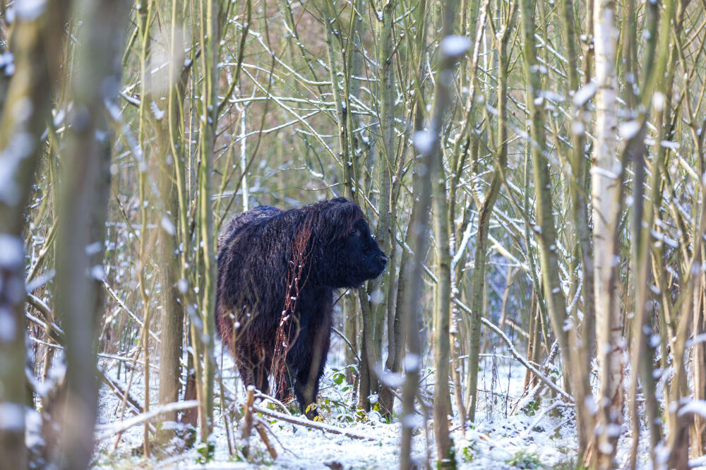 Galloway in de sneeuw in het bos