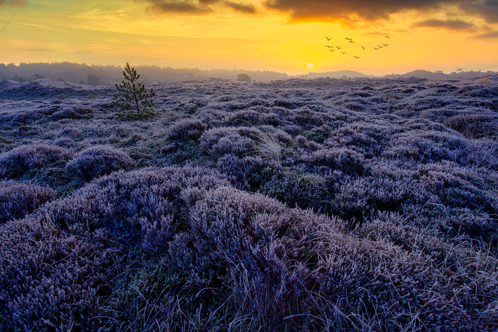 Purple winter