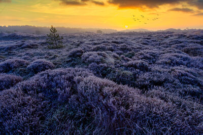 Purple winter