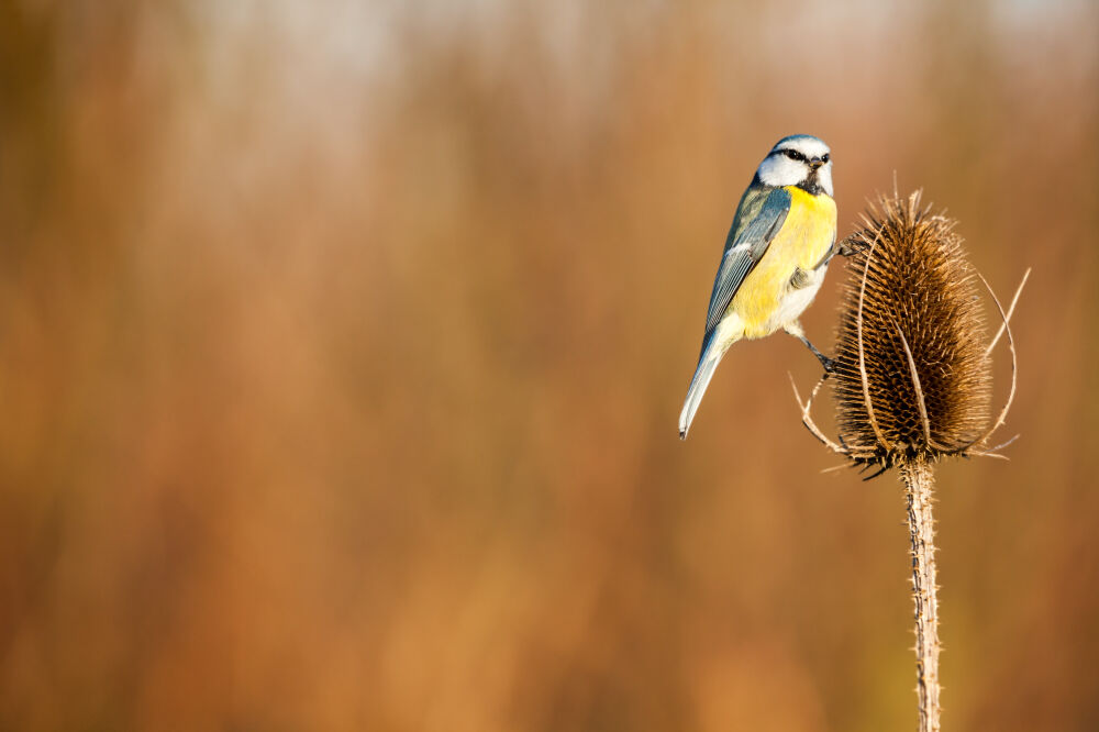 Pimpelmees in close up in de natuur