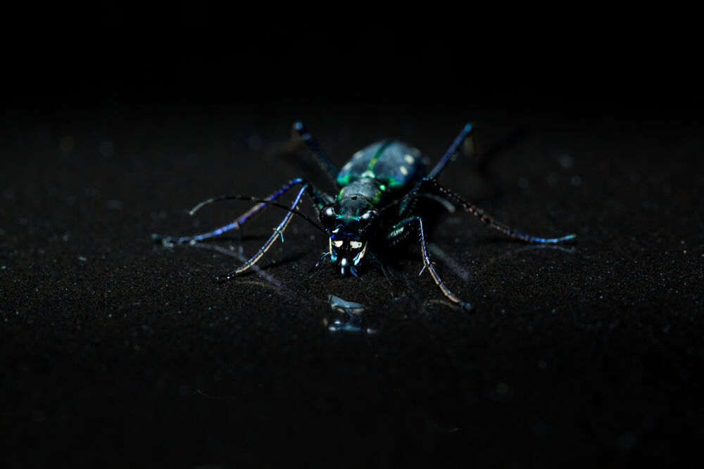 agressief insect op zwart