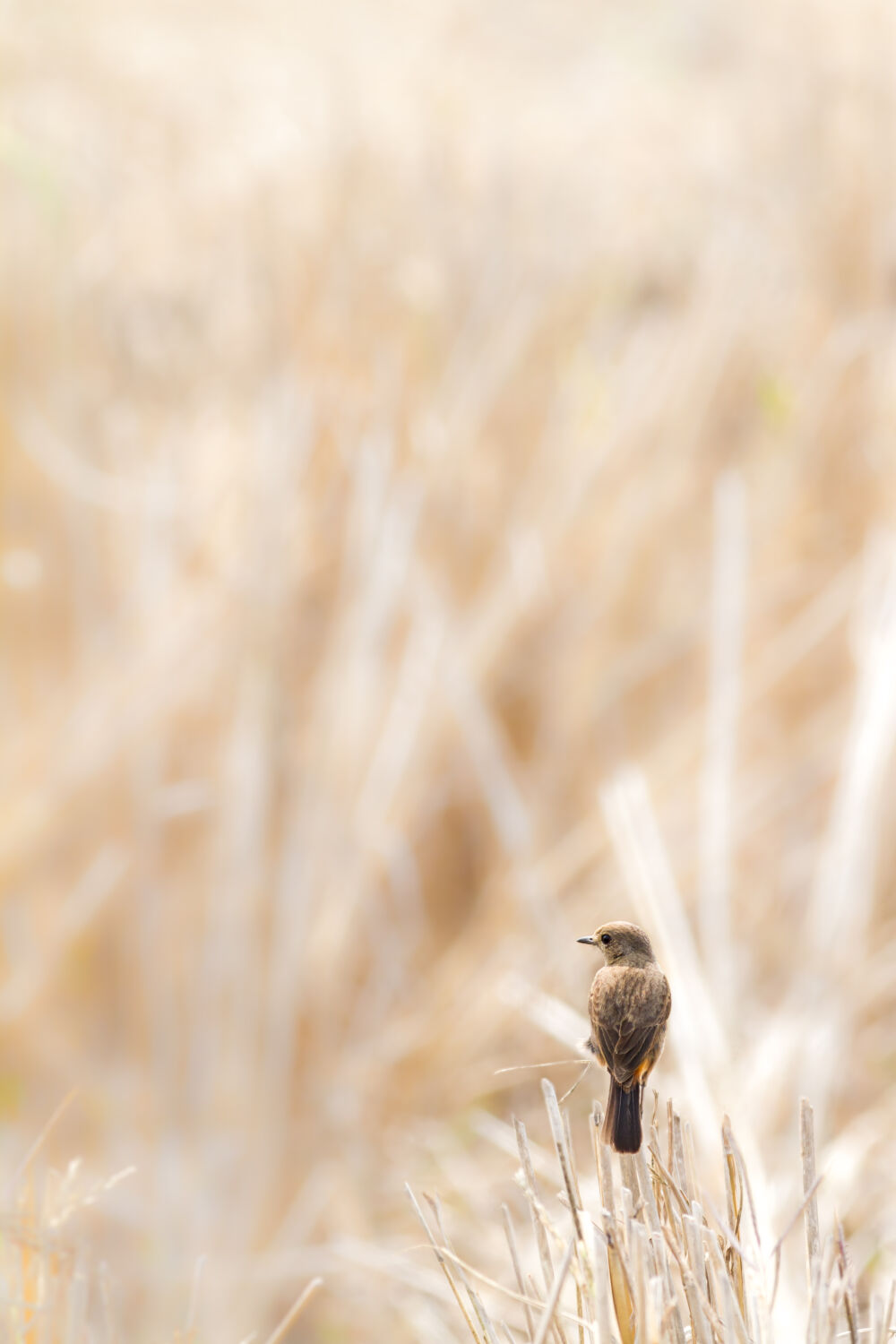 Zangvogel op een riet in het veld