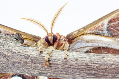 Atlasvlinder in close up