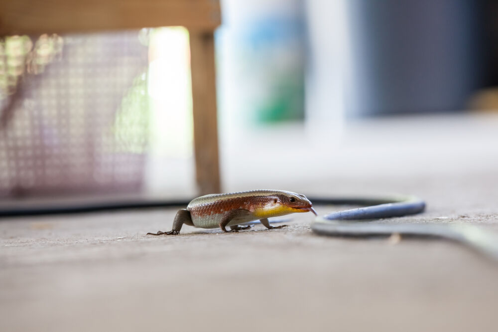 Salamander loopt over de vloer van een keuken in Thailand