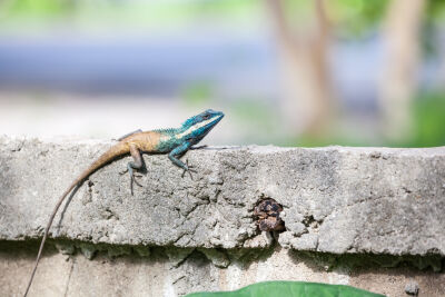Salamander loopt over een betonnen omheining in Thailand
