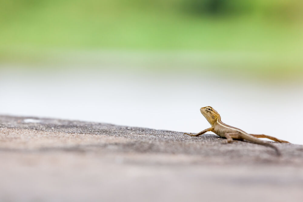 Salamander loopt over een betonnen omheining in Thailand