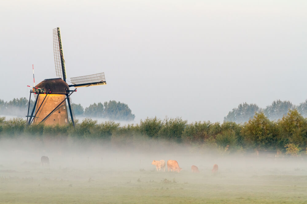 Kinderdijk in de mist