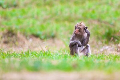 Zittende aap in het gras