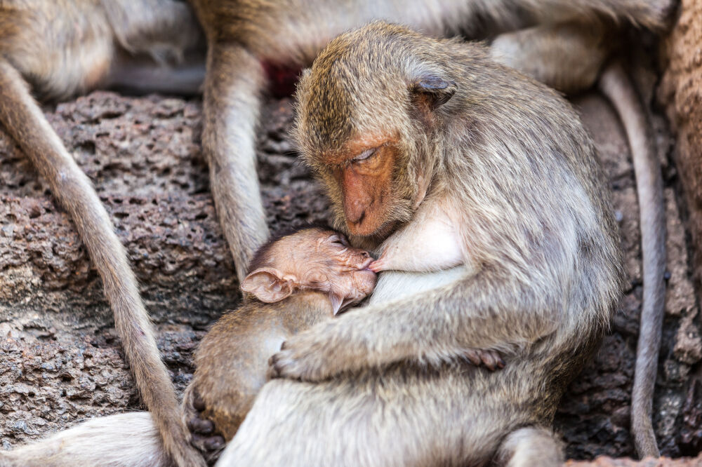 Baby aap aan het drinken bij moeder aap