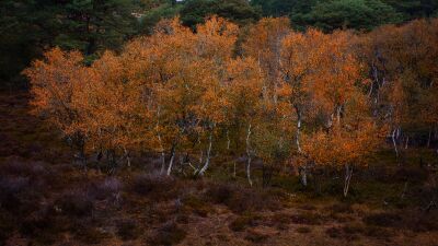 Berkenbosje in de Herfst