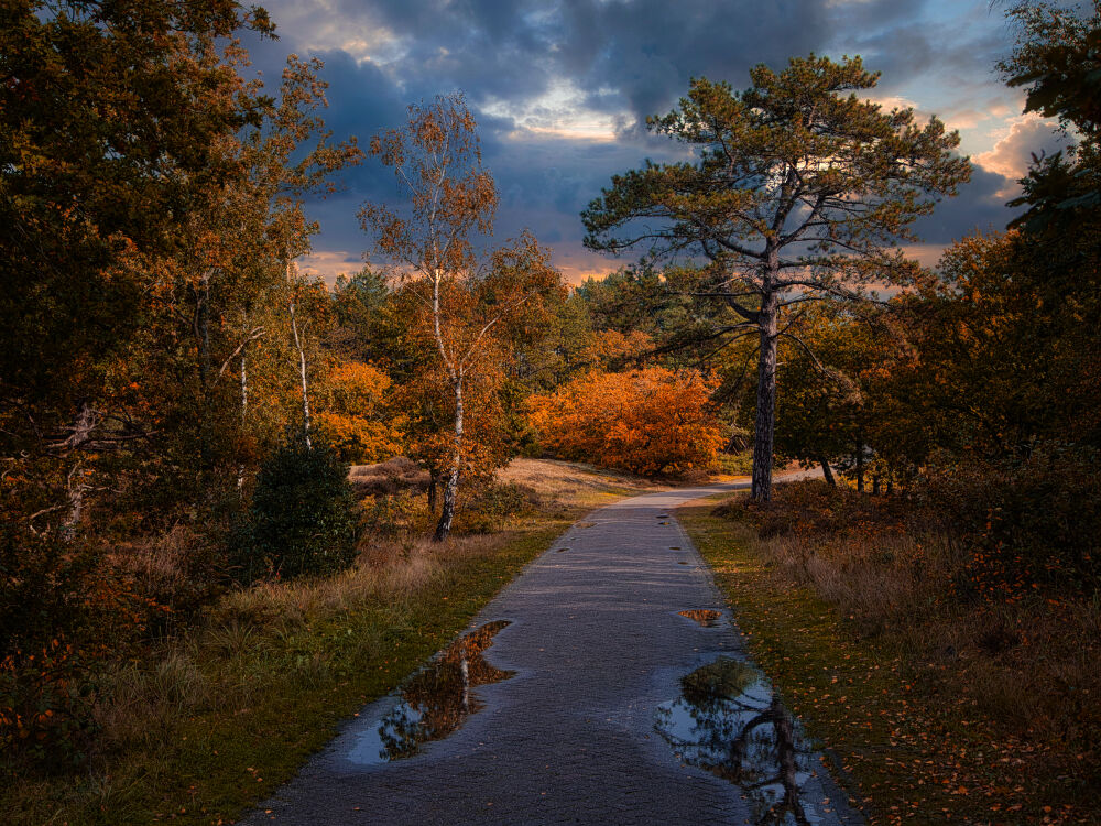 Herfst zonlicht op de bomen