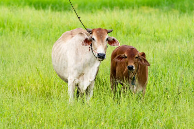 Thaise koeien op het veld