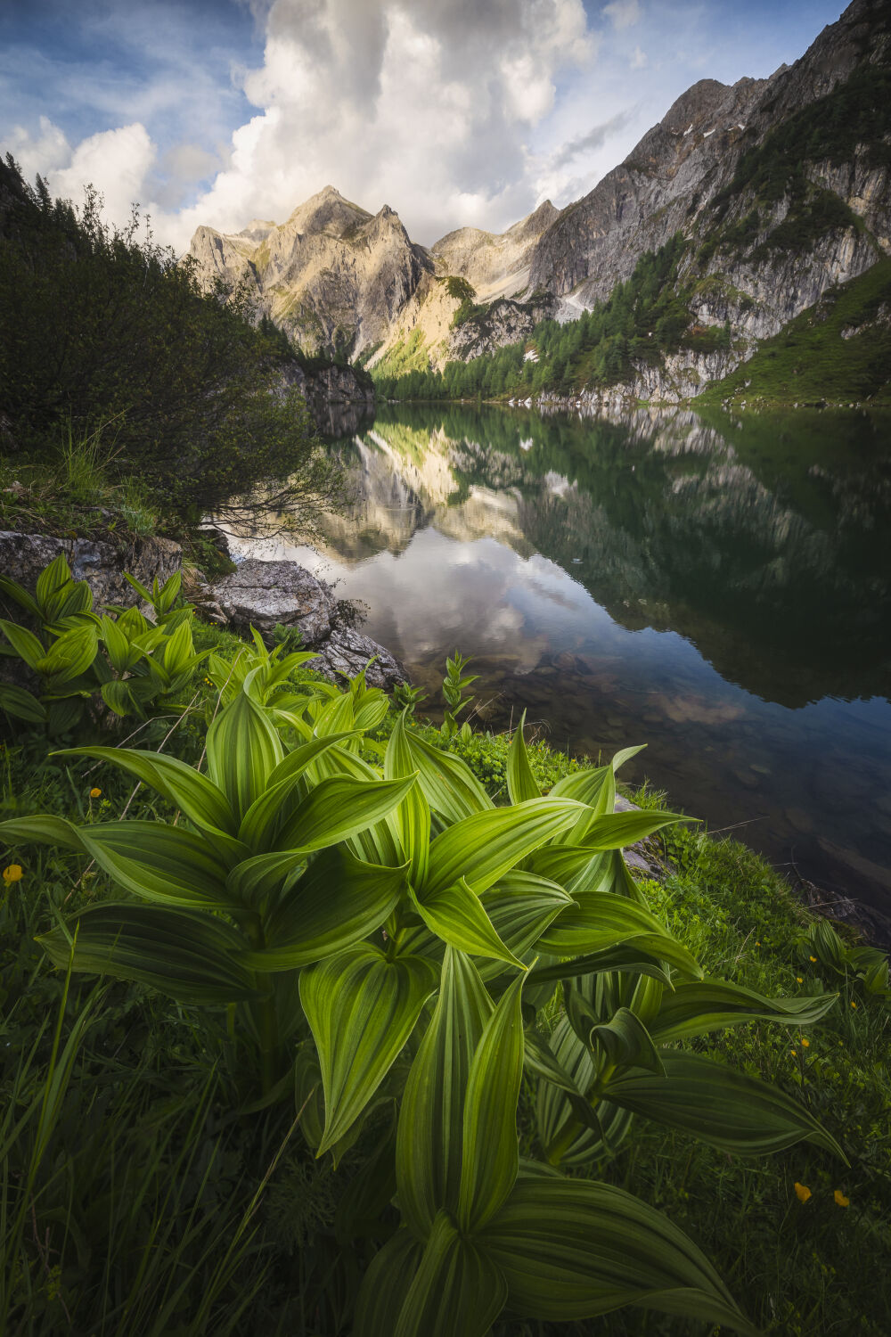 Green leafs