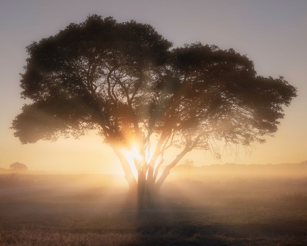 Through the heart of of the tree