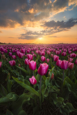 Pink tulip in the golden sun