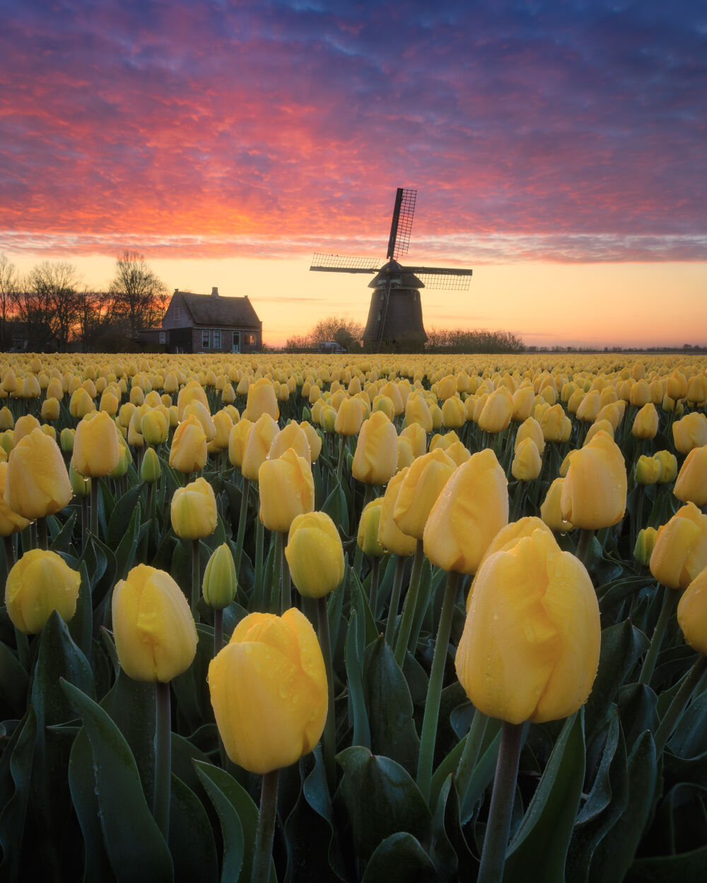 Tulpenveld met molen