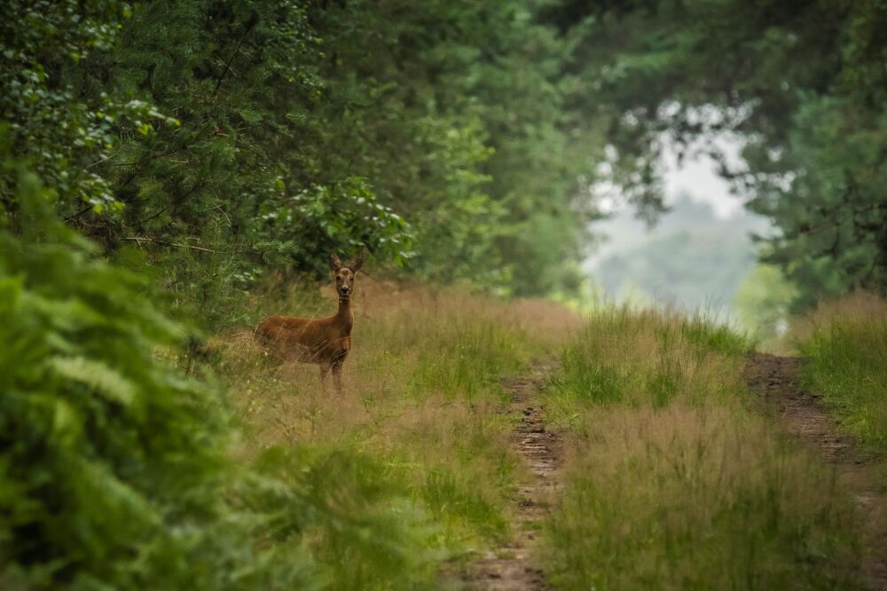 Hertje in het bos