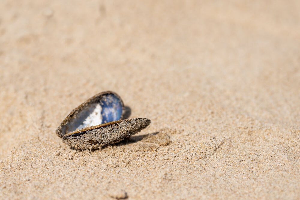 open mossel op het strand