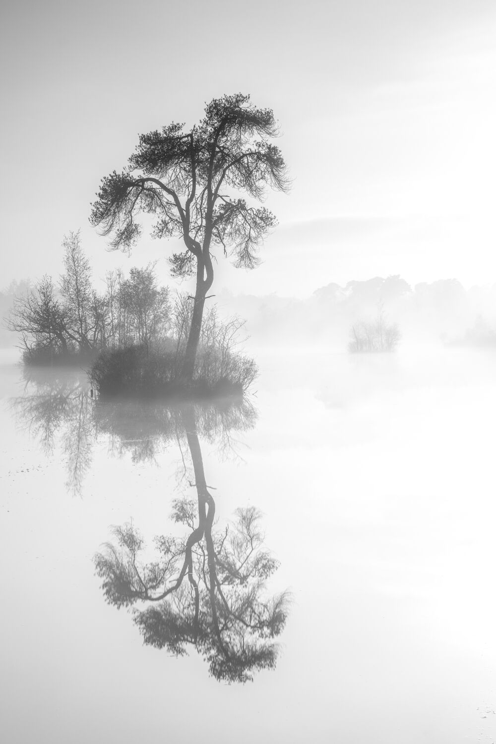 Minimalistisch landschap Oisterwijkse vennen