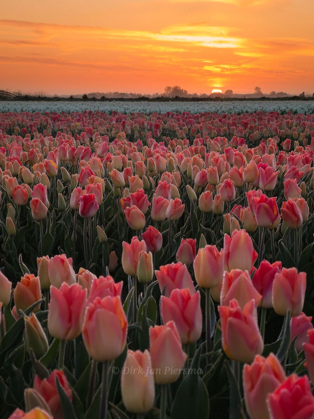 Orange White at sunrise in Workum