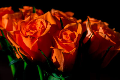 Oranje rozen met een zwarte achtergrond