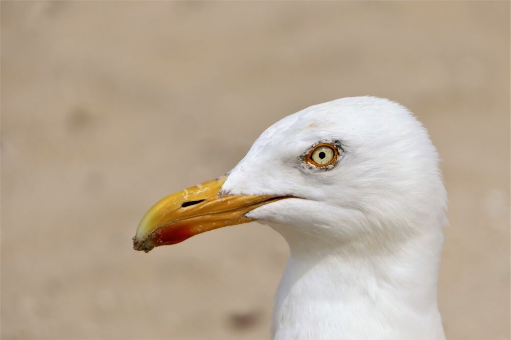 strandgast