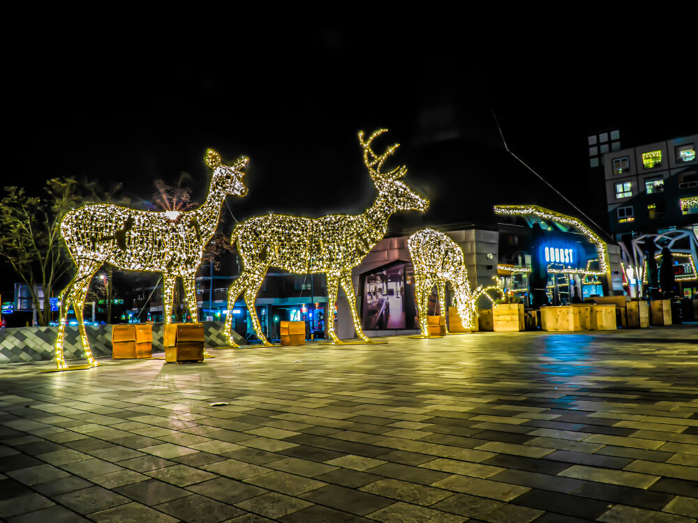 Rendieren Met Kerstverlichting