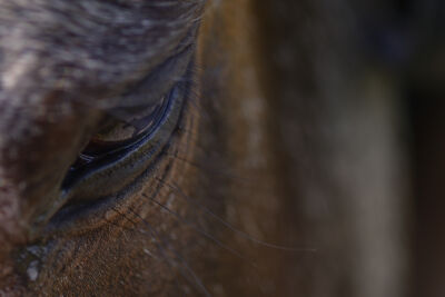Paard kijkt verdrietig close up van het oog