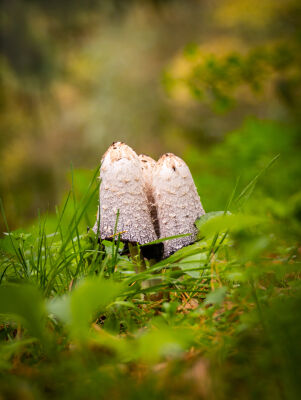 Paddenstoelen_001