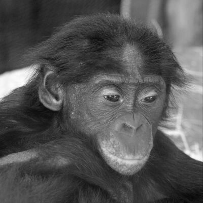 De Bonobo aap