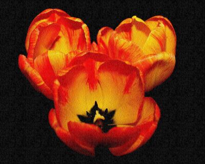 Tulp met bloemen structuur