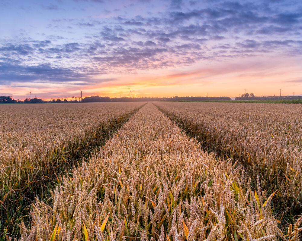 Tarweveld bij zonsondergang