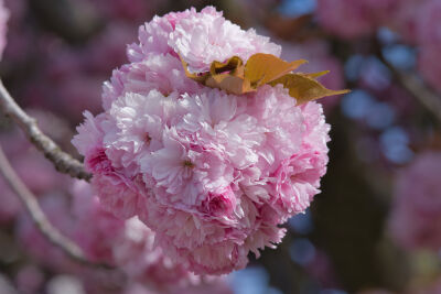 Een prachtig roze gekleurde bloeiende lentebol 
