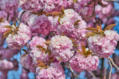 Prunus serrulata bloeiende lentebloesem