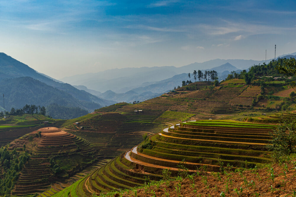 Rijstvelden in Vietnam I