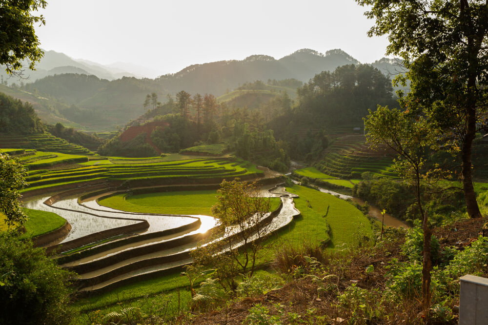 Rijstvelden in Vietnam II