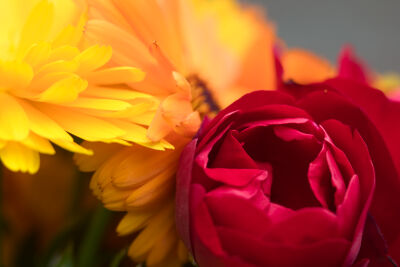 Rode roos en gele bloem