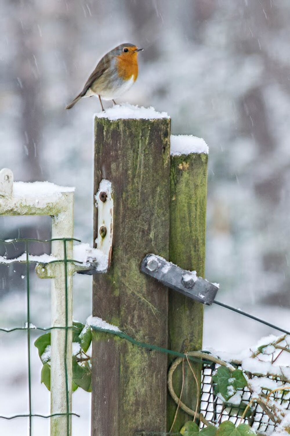 Roodborst in de sneeuw 