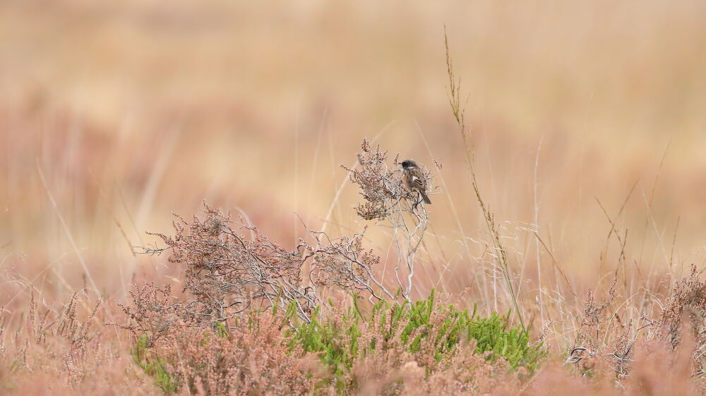 Roodborsttapuit op de heide