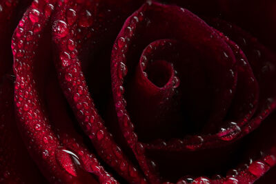 Donkerrode roos close up met water druppels op een zwarte achtergrond