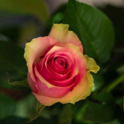 Enkele vintage gekleurde roos close up