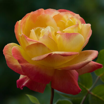Geel met roze roos close up op een donkergroene natuurlijke achtergrond