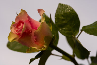 Een enkele vintage roos close up op een zachtgekleurde achtergrond