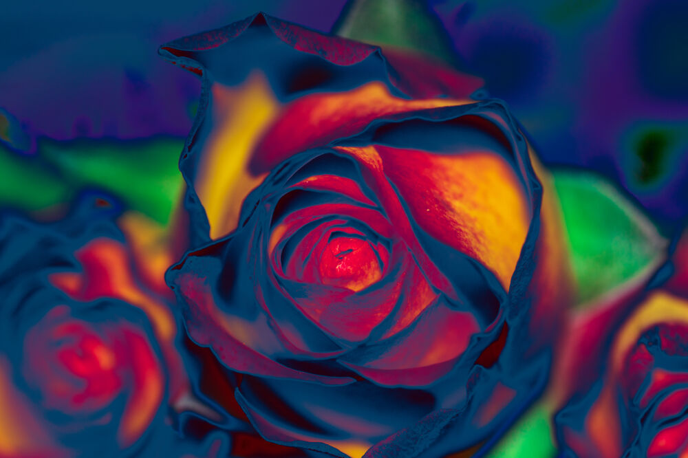 Galaxy art van een roos